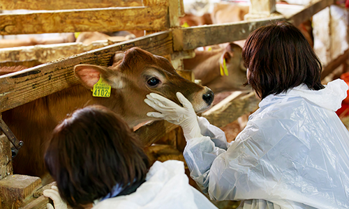 ジャージー牛ファンクラブ クラブハウス