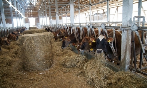 清泉寮ジャージー牧場