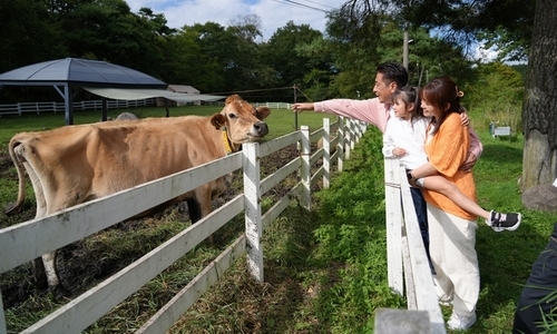 ジャージー牛のパドック