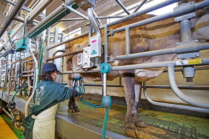 ジャージー牛の搾乳風景