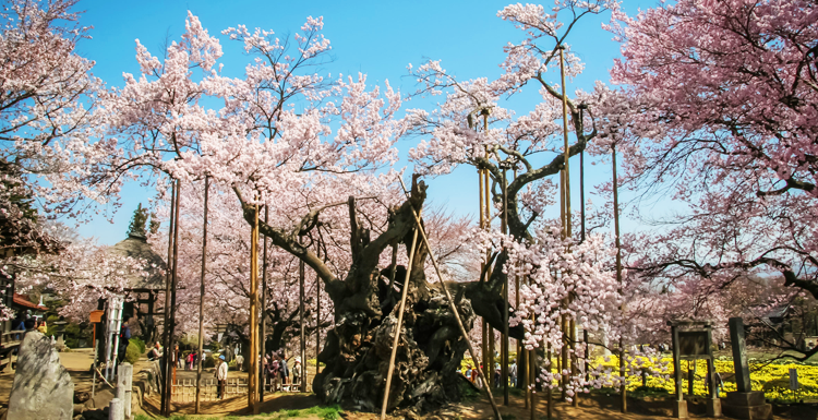 山高神代桜